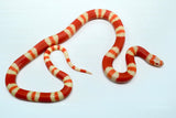 Load image into Gallery viewer, Fancy Honduran Milk Snake