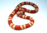 Load image into Gallery viewer, Fancy Honduran Milk Snake