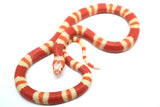 Load image into Gallery viewer, Fancy Honduran Milk Snake