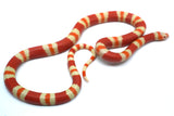 Load image into Gallery viewer, Fancy Honduran Milk Snake