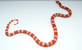 Load image into Gallery viewer, Fancy Honduran Milk Snake