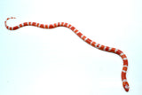 Load image into Gallery viewer, Fancy Honduran Milk Snake