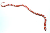 Load image into Gallery viewer, Fancy Honduran Milk Snake
