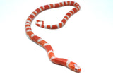Load image into Gallery viewer, Fancy Honduran Milk Snake