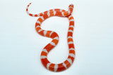 Load image into Gallery viewer, Fancy Honduran Milk Snake
