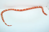 Load image into Gallery viewer, Fancy Honduran Milk Snake