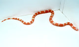 Load image into Gallery viewer, Fancy Honduran Milk Snake