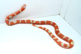 Load image into Gallery viewer, Fancy Honduran Milk Snake