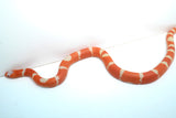 Load image into Gallery viewer, Fancy Honduran Milk Snake