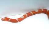 Load image into Gallery viewer, Fancy Honduran Milk Snake