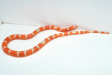 Load image into Gallery viewer, Fancy Honduran Milk Snake