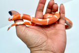 Load image into Gallery viewer, Fancy Honduran Milk Snake