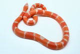 Load image into Gallery viewer, Albino Poss Hypo Honduran Milk Snake