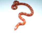 Load image into Gallery viewer, Albino Poss Hypo Honduran Milk Snake