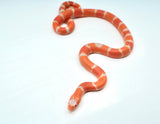 Load image into Gallery viewer, Albino Poss Hypo Honduran Milk Snake