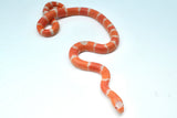 Load image into Gallery viewer, Albino Poss Hypo Honduran Milk Snake