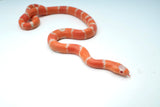 Load image into Gallery viewer, Albino Poss Hypo Honduran Milk Snake