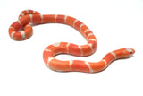 Load image into Gallery viewer, Albino Poss Hypo Honduran Milk Snake