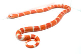Load image into Gallery viewer, Albino Poss Hypo Honduran Milk Snake