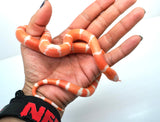Load image into Gallery viewer, Albino Poss Hypo Honduran Milk Snake