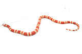 Load image into Gallery viewer, Albino Poss Hypo Honduran Milk Snake