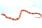 Load image into Gallery viewer, Albino Poss Hypo Honduran Milk Snake