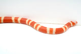 Load image into Gallery viewer, Albino Poss Hypo Honduran Milk Snake