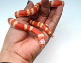 Load image into Gallery viewer, Albino Poss Hypo Honduran Milk Snake