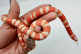 Load image into Gallery viewer, Albino Poss Hypo Honduran Milk Snake