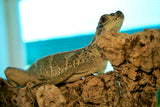 Load image into Gallery viewer, Weber's Sailfin Dragon