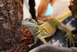Load image into Gallery viewer, Weber's Sailfin Dragon