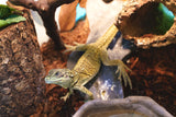 Load image into Gallery viewer, Weber's Sailfin Dragon