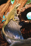 Load image into Gallery viewer, Weber's Sailfin Dragon