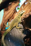 Load image into Gallery viewer, Weber's Sailfin Dragon