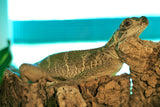 Load image into Gallery viewer, Weber's Sailfin Dragon