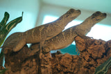 Load image into Gallery viewer, Hydrosaurus celebensis — Sulawesi Sailfin Dragon