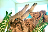 Load image into Gallery viewer, Hydrosaurus celebensis — Sulawesi Sailfin Dragon
