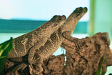 Load image into Gallery viewer, Hydrosaurus celebensis — Sulawesi Sailfin Dragon