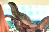 Load image into Gallery viewer, Weber's Sailfin Dragon