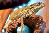 Load image into Gallery viewer, Weber's Sailfin Dragon