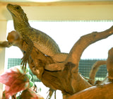 Load image into Gallery viewer, Weber's Sailfin Dragon