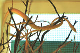 Load image into Gallery viewer, Hypo Asian Vine Snake