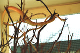 Load image into Gallery viewer, Hypo Asian Vine Snake