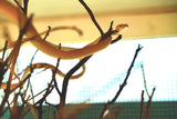 Load image into Gallery viewer, Hypo Asian Vine Snake