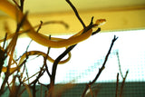 Load image into Gallery viewer, Hypo Asian Vine Snake