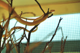 Load image into Gallery viewer, Hypo Asian Vine Snake