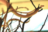 Load image into Gallery viewer, Hypo Asian Vine Snake