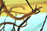 Load image into Gallery viewer, Hypo Asian Vine Snake