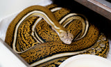 Load image into Gallery viewer, Tiger Anthrax Reticulated Python