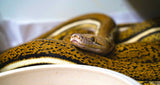 Load image into Gallery viewer, Tiger Anthrax Reticulated Python